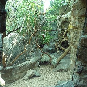 Tropical Discovery - Prevost's Squirrel/Malayan Mouse Deer Exhibit
