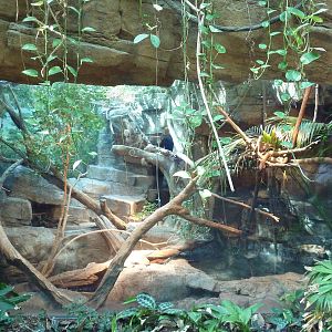 Tropical Discovery - Crocodile Monitor Exhibit