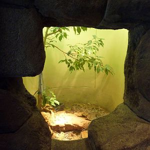 Tropical Discovery - Neotropical Rattlesnake Exhibit