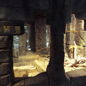 Tropical Discovery - King Cobra Exhibit