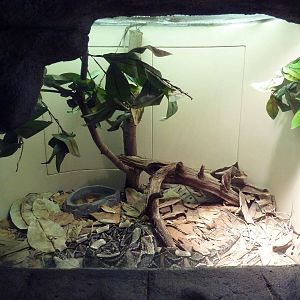 Tropical Discovery - Gaboon Viper Exhibit