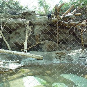 Tropical Discovery - Black Howler Monkey/Capybara Exhibit