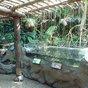 Tropical Discovery - Mangrove Open-Topped Exhibits