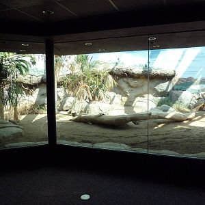 Tropical Discovery - Komodo Dragon Exhibit