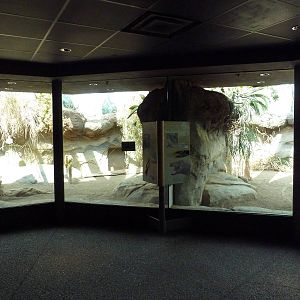 Tropical Discovery - Komodo Dragon Exhibits