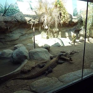 Tropical Discovery - Komodo Dragon Exhibit