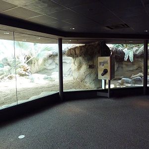Tropical Discovery - Komodo Dragon Exhibit