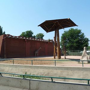 Reticulated Giraffe Exhibit