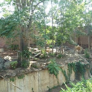 Amur Tiger Exhibit