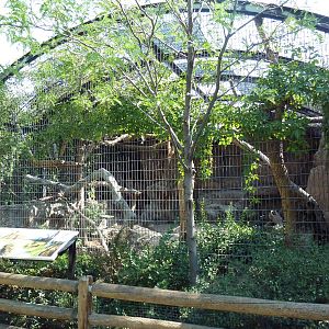 Amur Leopard Exhibit