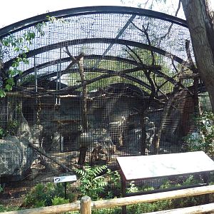 Fossa Exhibit