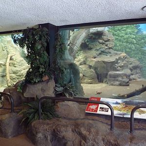 Amur Tiger Indoor Exhibit