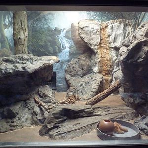 Amur Leopard Indoor Exhibit