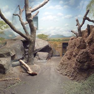 Striped Hyena Indoor Exhibit