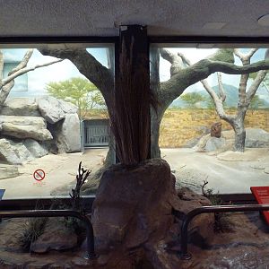 Striped Hyena Indoor Exhibit