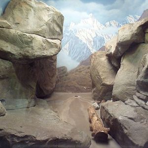 Snow Leopard Indoor Exhibit
