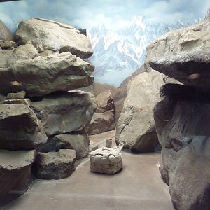 Snow Leopard Indoor Exhibit