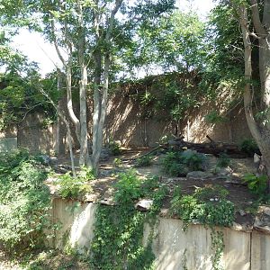 Striped Hyena Exhibit