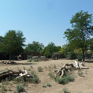 Grevy's Zebra Exhibit