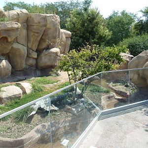 Predator Ridge - Kirk's Dik-Dik/Crowned Crane Exhibit