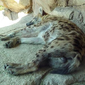 Predator Ridge - Spotted Hyena