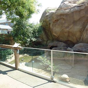 Predator Ridge - Spur-Winged Plover/Leopard Tortoise Exhibit