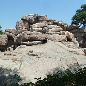 Sheep Mountain - Bighorn Sheep Exhibit