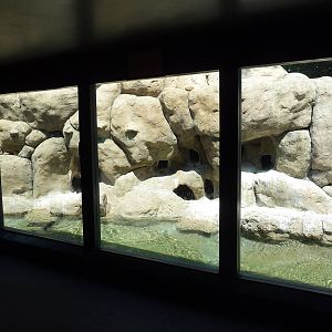 Humboldt Penguin Exhibit