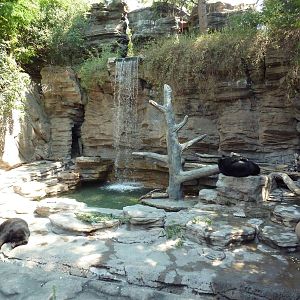 Bear Mountain - Asiatic Black Bear Grotto