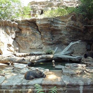 Bear Mountain - Grizzly Bear Grotto