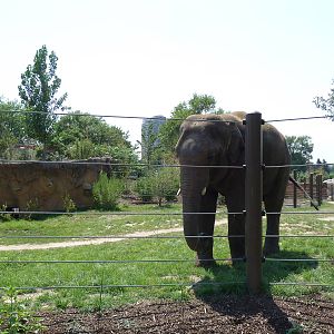 Toyota Elephant Passage - Rotational Exhibit