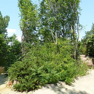 Primate Panorama - White Collared Brown Lemur/Red Ruffed Lemur Exhibit