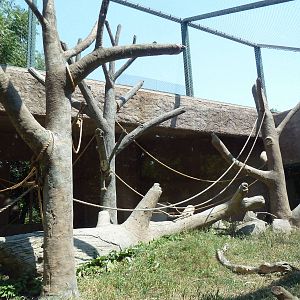 Primate Panorama - Black-Crested Macaque Exhibit
