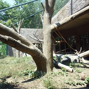 Primate Panorama - Black-Crested Macaque Exhibit
