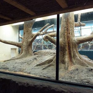 Primate Panorama - Black-Crested Macaque Indoor Exhibit