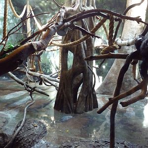 Primate Panorama - White-Faced Saki Monkey Exhibit