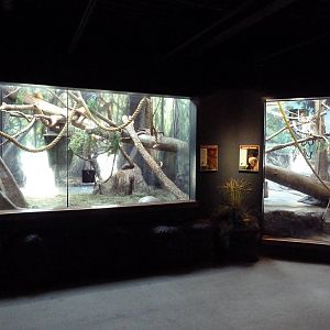 Primate Panorama - Golden Lion Tamarin + Emperor Tamarin Exhibits