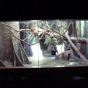 Primate Panorama - Golden Lion Tamarin Exhibit