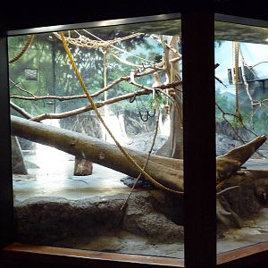 Primate Panorama - Emperor Tamarin Exhibit