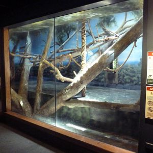 Primate Panorama - Squirrel Monkey Indoor Exhibit