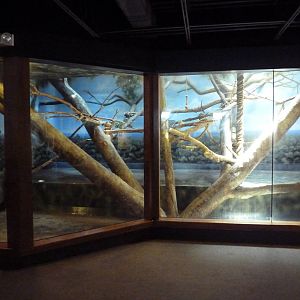 Primate Panorama - Golden Lion Tamarin Exhibit