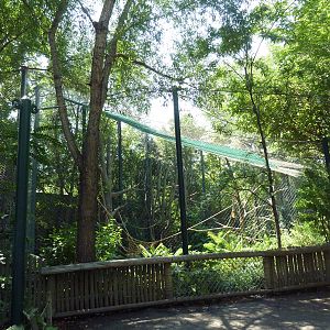 Primate Panorama - Red-Crowned Mangabey Exhibit
