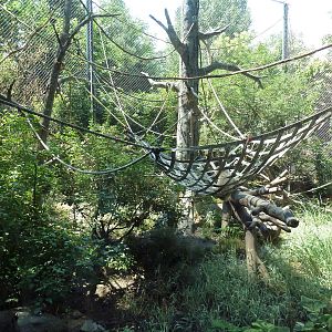 Primate Panorama - Golden-Cheeked Gibbon Exhibit