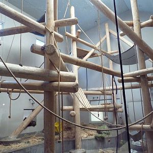 Primate Panorama - Orangutan Indoor Exhibit