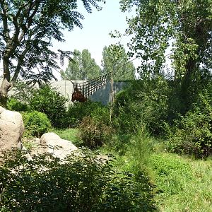 Primate Panorama - Orangutan Exhibit