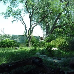 Primate Panorama - Orangutan Exhibit