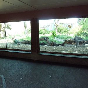 Primate Panorama - Orangutan Exhibit