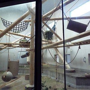 Primate Panorama - Gorilla Indoor Exhibit