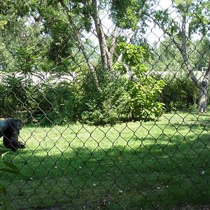 Primate Panorama - 1-Acre Gorilla Exhibit