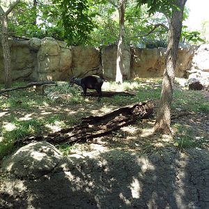 Primate Panorama - Yellow-Backed Duiker Exhibit
